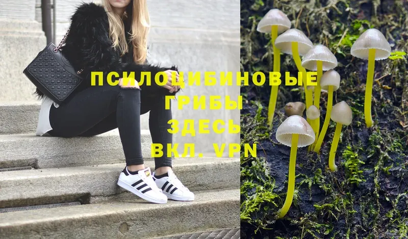 Псилоцибиновые грибы Psilocybe  Ялта 